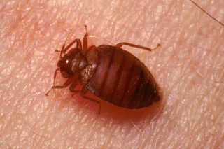 close-up of bed bug
